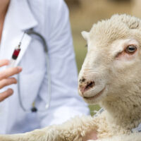 Потвърдиха случай на антракс в Славяново, започва спешна ваксинация