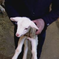 Полицаи разкриха крадец на агне в каварненското село Божурец