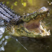 Няколко крокодила са открити в дренажен канал на село