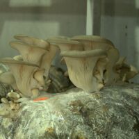 Как семейство отглежда екзотични гъби в домашни условия (ВИДЕО)