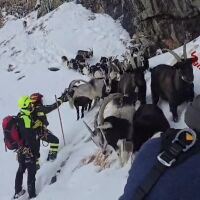 19-годишна фермерка изгуби стадото си кози след нападение на вълци. Пожарникари ги откриха на 2500 м надморска височина