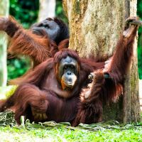 Орангутаните са в опасност