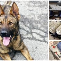 Кучето Бояр откри 70 кг марихуана за над 1 млн. лв. в 8 газови бутилки на две коли (СНИМКИ)