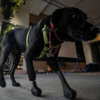 Украинско куче с протези на лапите дава сила на ветерани от войната да се възстановят (ВИДЕО И СНИМКИ)