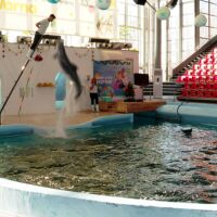 Как живеят делфините от делфинариума във Варна през декември?