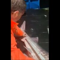 Рибари уловиха огромна есетра с дължина 2,40 м и тегло около 150 кг в Черно море