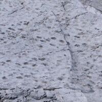 Откриха хиляди отпечатъци от динозаври на скали близо до мястото на Зимните олимпийски игри (ВИДЕО)