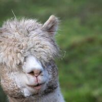 Софийският зоопарк няма да работи от 1 до 4 януари