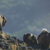 Когато природата среща изкуството