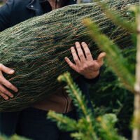 Дни преди Коледа: Какви са цените на живите коледни дръвчета?