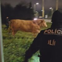 Полицаи преследваха на главен път три бика, изпаднали от камион (ВИДЕО)