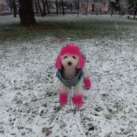 Бяла Коледа: Сняг вали в цялата страна (СНИМКИ)