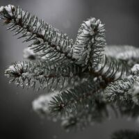 Ветровито и студено на Стефановден