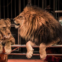 Хаос на премиерата на цирк с животни