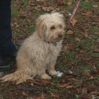 За поредна година фондация „Четири лапи“ призовава - празнувайте без фойерверки