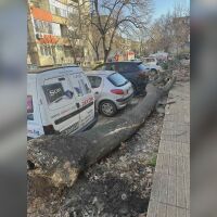 Ураганни ветрове: В Габровско, Плевенско и Пловдивско има паднали дървета