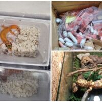 Екзотична контрабанда: Живи корали, гекони, тарантули и дори препариран лъв през границата