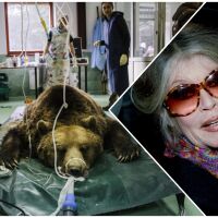 Брижит Бардо създаде парка за реадаптация на танцуващи мечки в България