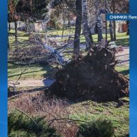 Паднало дърво блокира вход на блок в „Люлин“, 10 ели са изкоренени в центъра на Добринище