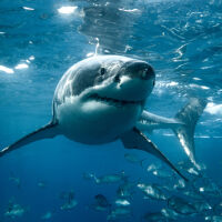 12-годишно момче издъхна след нападение от акула