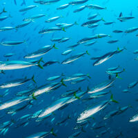 Изобретиха система, базирана на изкуствен интелект, която „чува“ кога рибите са гладни