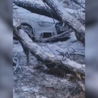 Над 80 сигнала за паднали дървета и прекършени клони са получили в пожарната в Пловдив