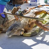 Хиляди игуани „валят“ от дърветата, замръзнали от студа във Флорида (ВИДЕО И СНИМКИ)