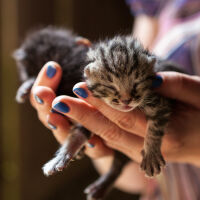 Задържаха мъж и жена, изтезавали животни и продавали кадри с насилие