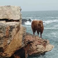 Спасиха две заклещени кози на скалите край Тюленово (СНИМКИ)