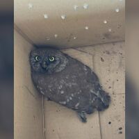 Екип на РИОСВ-София спаси кукумявка, попаднала в комин