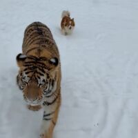 Тигър се разхожда свободно в двор с други животни, стана хит в социалните мрежи (ВИДЕО)