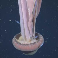 Заснеха рядка гигантска медуза край бреговете на Аржентина (ВИДЕО)