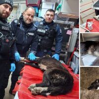 Повече от професионален дълг: Полицаи от Бургас спасиха блъснато куче (СНИМКИ)