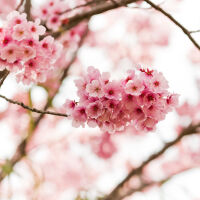 Фестивалът на черешовия цвят в Япония е отменен… заради непристойно поведение на туристи