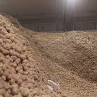 Безплатни картофи за берлинчани след рекордна година в Германия