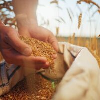 Житният режим – здраве от хилядолетия: Дали?