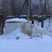 Последният оцелял от "къщата на ужасите": Спасиха по чудо куче от двора на мъчителите на животни в Царевец 