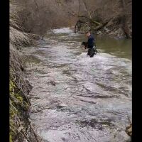 Пожарникари от Девин спасиха ловно куче, озовало се в буйните води на река (ВИДЕО)