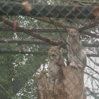 Зоопаркът във Варна избра „най-сладка двойка“