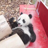 30 бебета панди поздравиха посетителите на изследователски център (ВИДЕО)