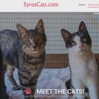 Над 3000 бездомни котки чакат спасение: Гръцки остров дава безплатен дом на доброволците