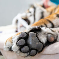 Арестуваха двама виетнамци заради замразени тела на тигри