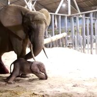 Роди се 150-килограмово слонче, сляпата му майка - за малко да загуби живота си 