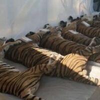 72 тигъра умряха в увеселителен парк