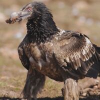 Откритите 7 мъртви лешояди край Котел са отровени с антифриз