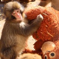 Пънч – изоставената маймунка, която намери утеха в плюшена играчка (СНИМКИ)