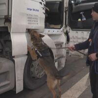 Митническото куче Крум „надуши“ кокаин за над 1,4 млн. евро в камион с цветя