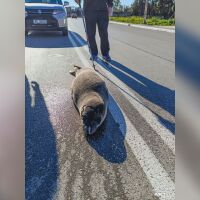 Малко тюленче се появи изненадващо на път в гръцки град (СНИМКА)