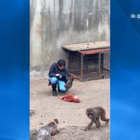 Отхвърлен, но не и сам: Пънч и хората, които му дадоха втори шанс