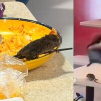 Плъх падна от тавана в супата на клиентка в мол (СНИМКИ)